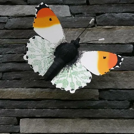 Fionn Radharc